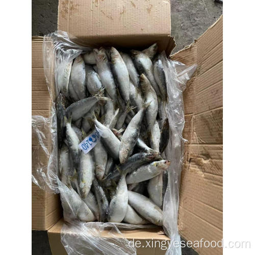 Gefrorene Fisch Sardinen Sardina Pilchardus